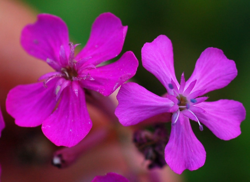 Изображение особи Silene armeria.