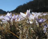 Crocus reticulatus