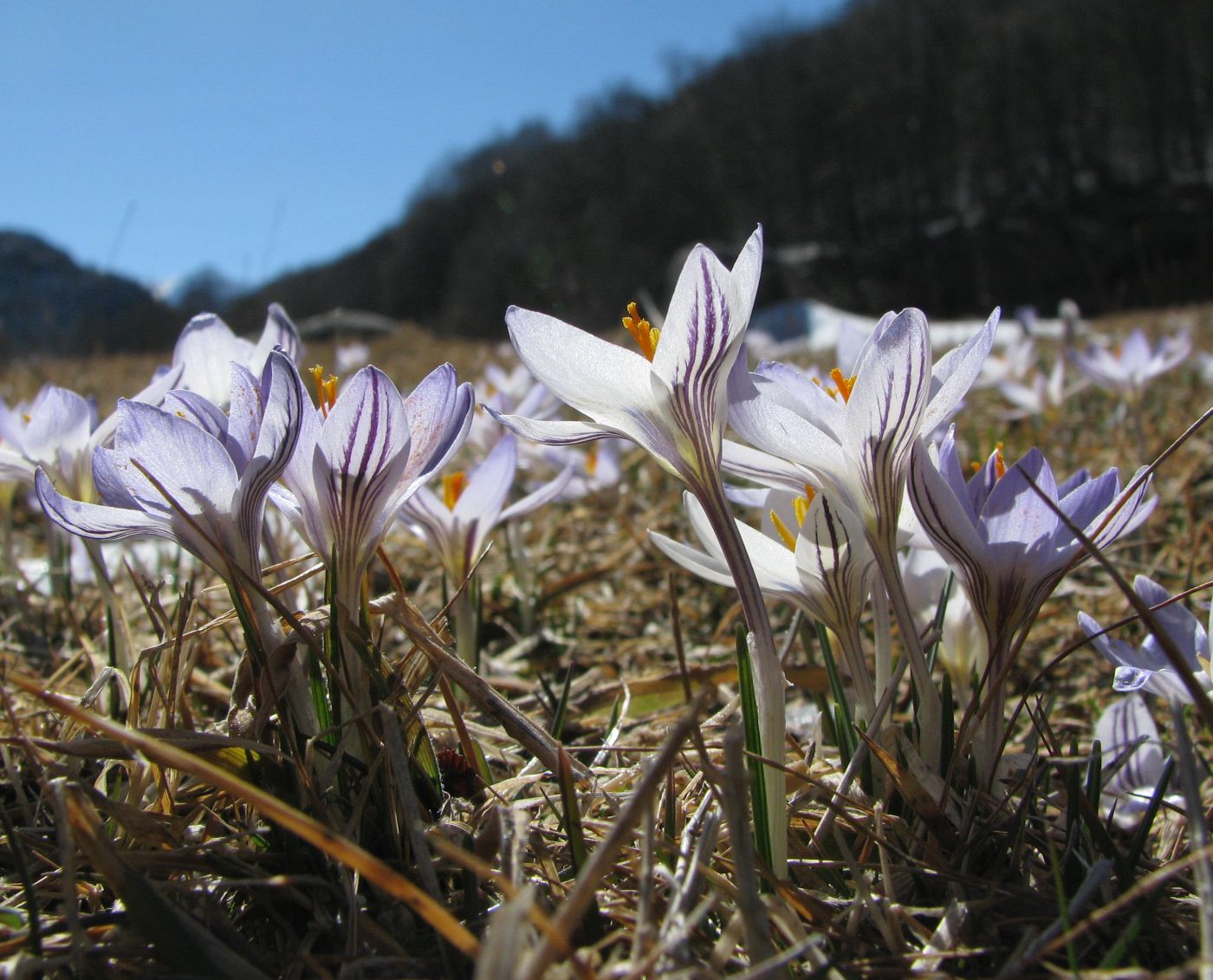 Image of Crocus reticulatus specimen.