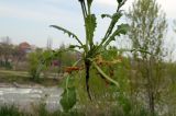 Calepina irregularis