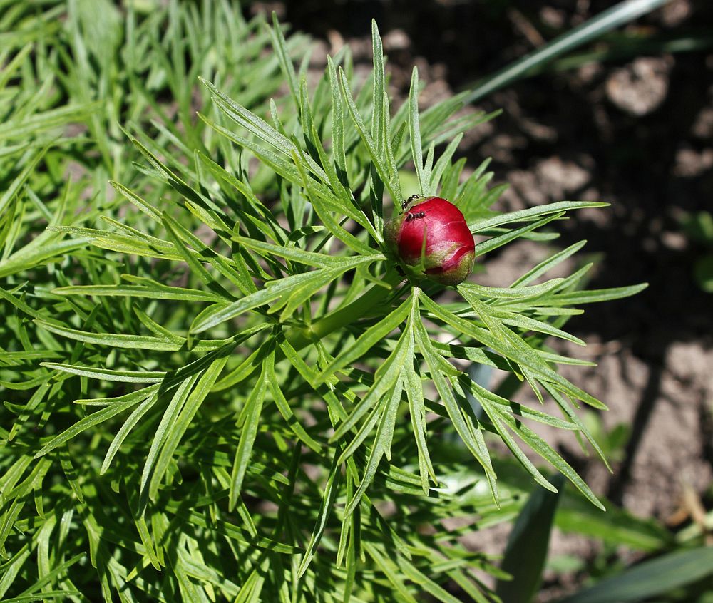 Image of Paeonia tenuifolia specimen.