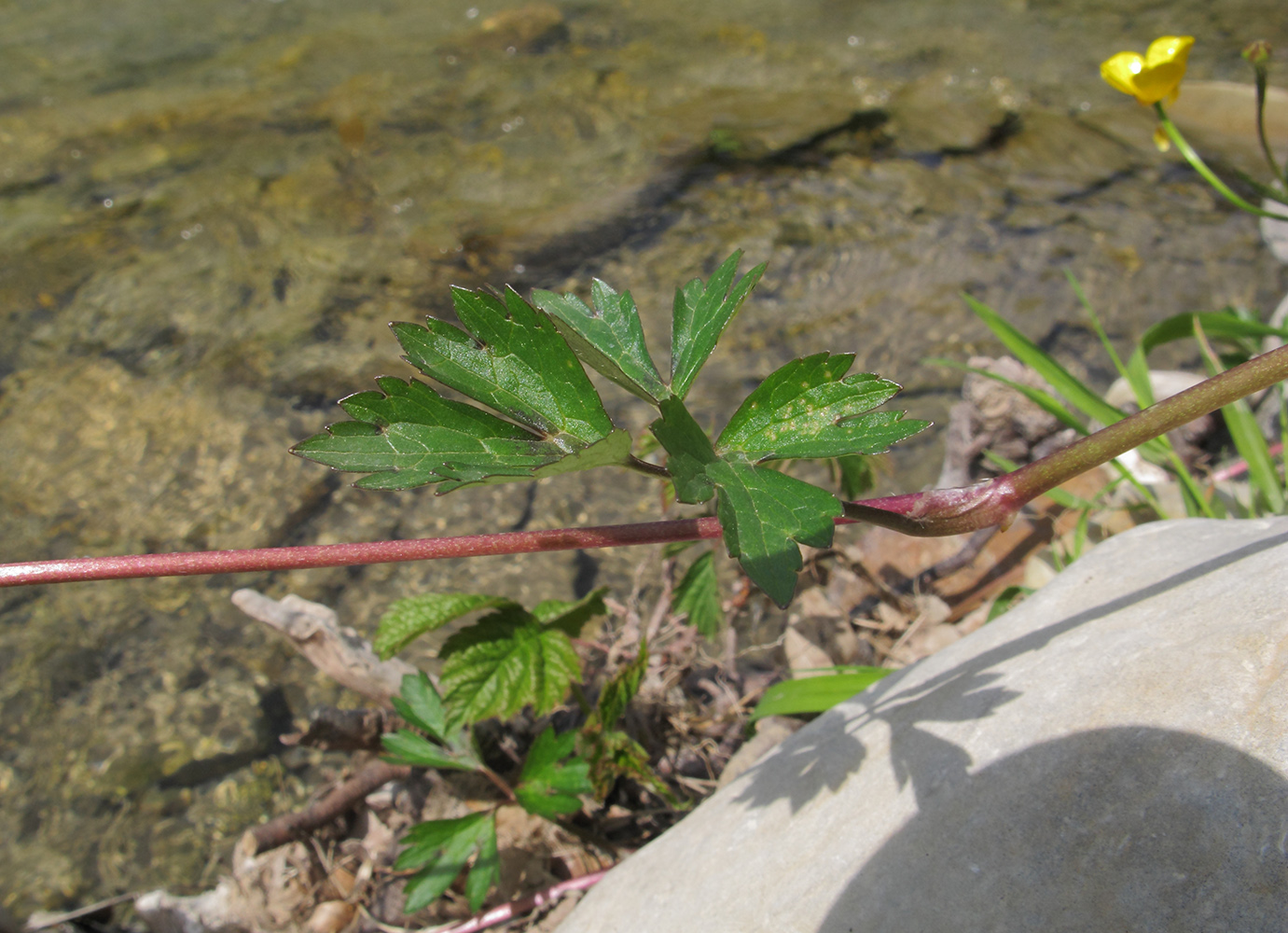 Image of Ranunculus repens specimen.