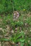 Orchis × angusticruris. Цветущее растение. Крым, окр. Балаклавы, поляна в пушистодубовом лесу. 30 апреля 2016 г.