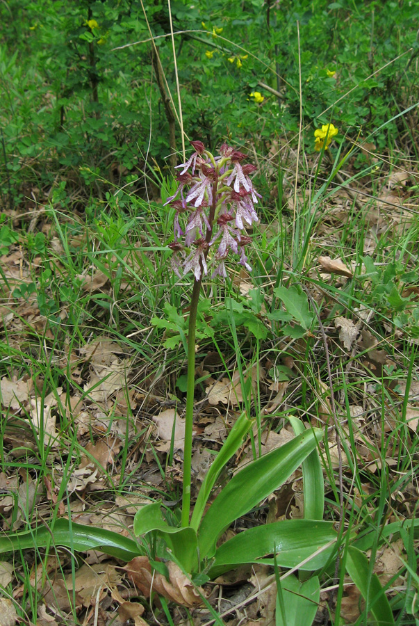 Изображение особи Orchis &times; angusticruris.