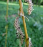 genus Salix