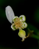 Euphorbia graminea