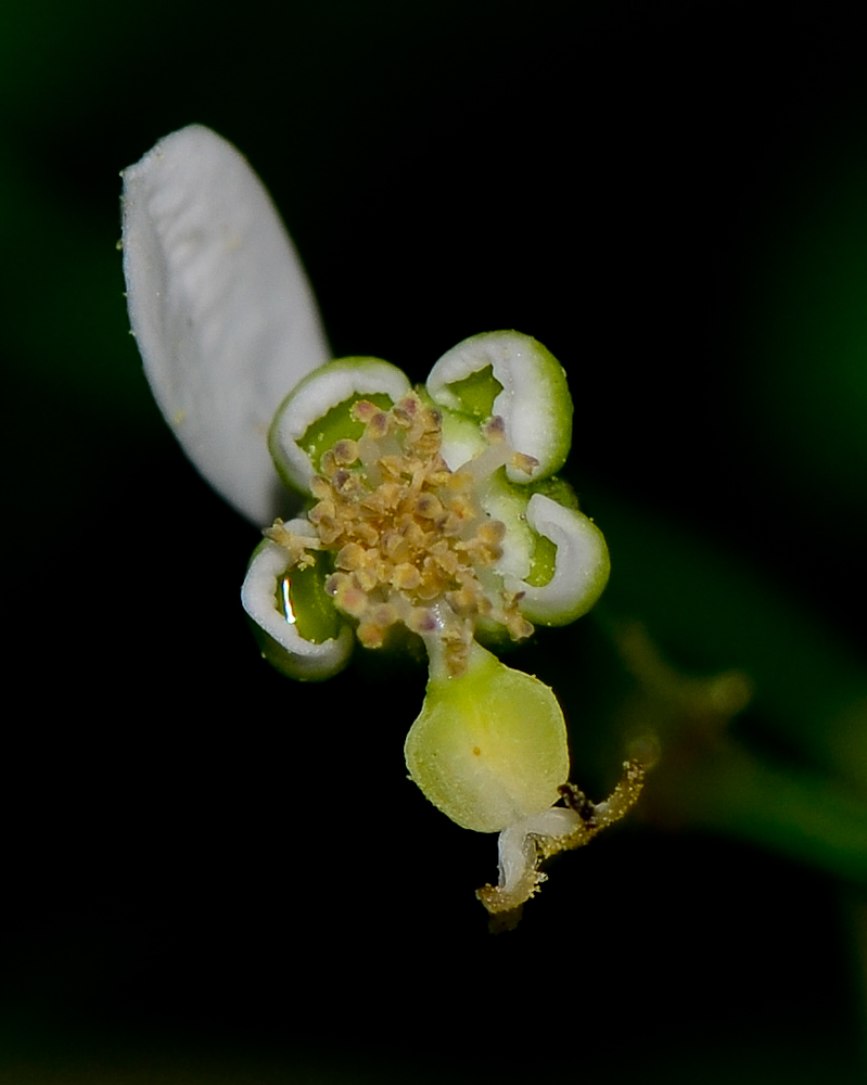 Изображение особи Euphorbia graminea.