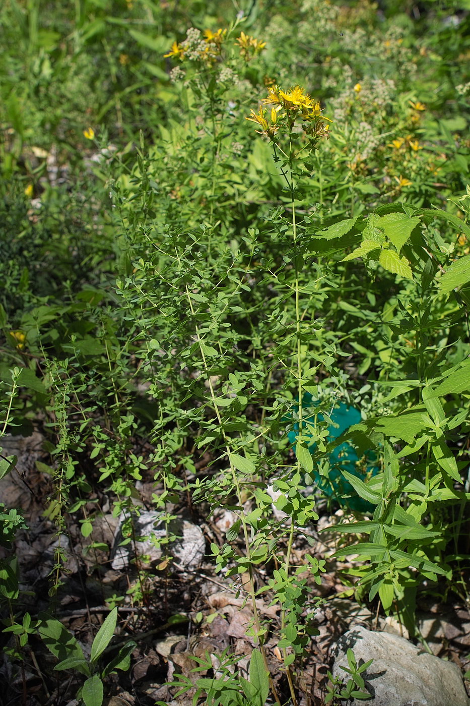 Image of Hypericum perforatum specimen.