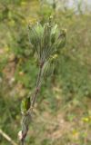 Silene hellmannii. Соплодие. Крым, Первомайский р-н, окр. с. Войково, заброшенный карьер. 22 мая 2016 г.