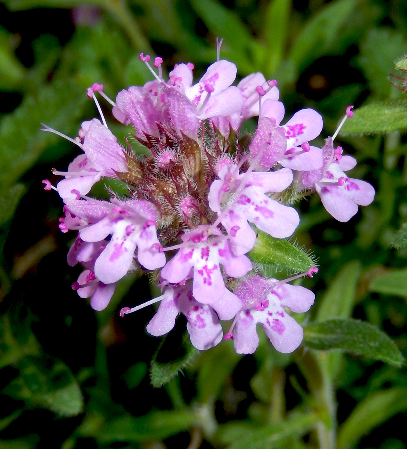 Изображение особи Thymus markhotensis.