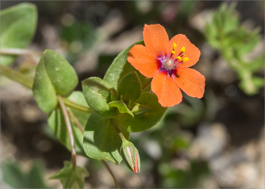 Изображение особи Anagallis arvensis.