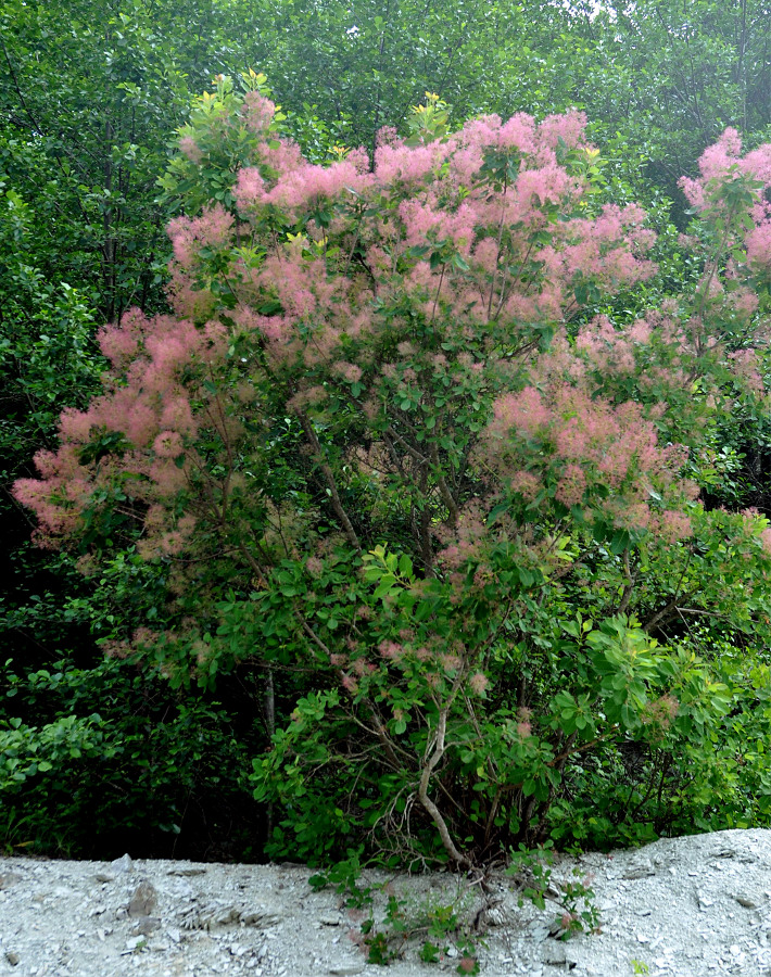 Image of Cotinus coggygria specimen.