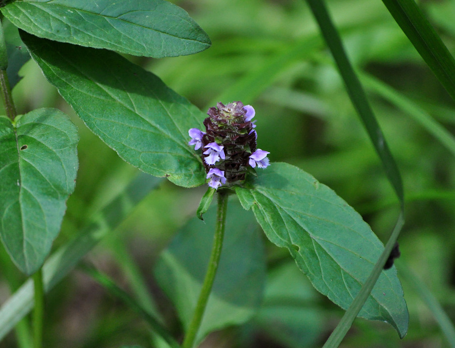 Изображение особи Prunella vulgaris.