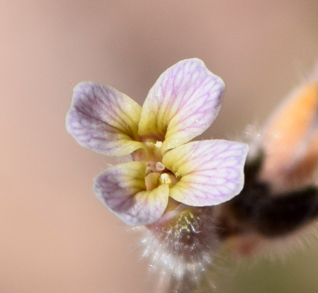 Image of Parrya tschimganica specimen.