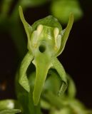 Platanthera maximowicziana