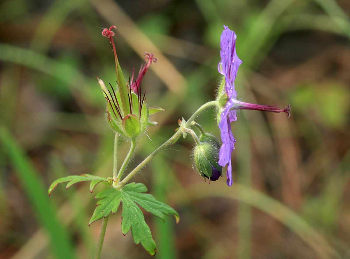 Image of Geranium platyanthum specimen.