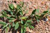 Polygonum maritimum