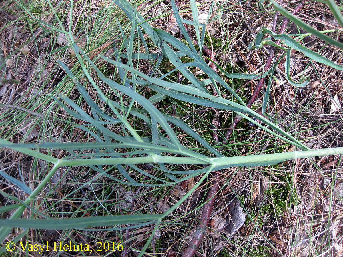 Изображение особи Falcaria vulgaris.