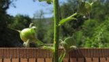 Verbascum blattaria. Часть побега с незрелыми плодами. Краснодарский край, м/о г. Геленджик, щель Капустная, каменистое русло временно пересохшего ручья. 16.07.2016.