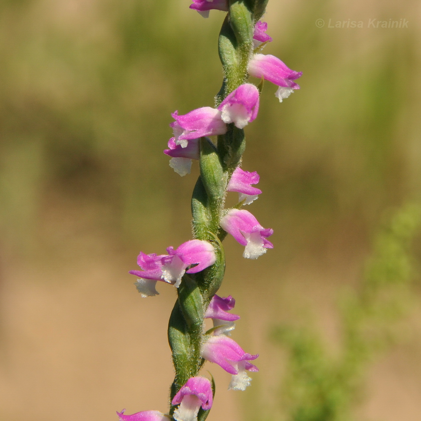 Изображение особи Spiranthes australis.