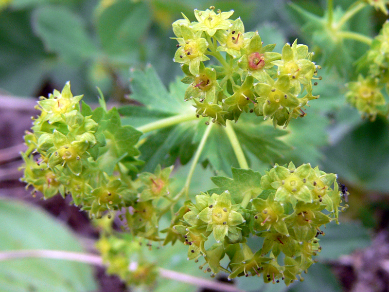 Image of Alchemilla auriculata specimen.