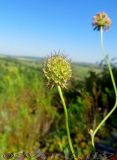 Scabiosa ochroleuca. Соплодие. Кемеровская обл., Беловский р-н, окр. пос. Щебзавод, лесистая вершина известняковой сопки. 06.08.2016.