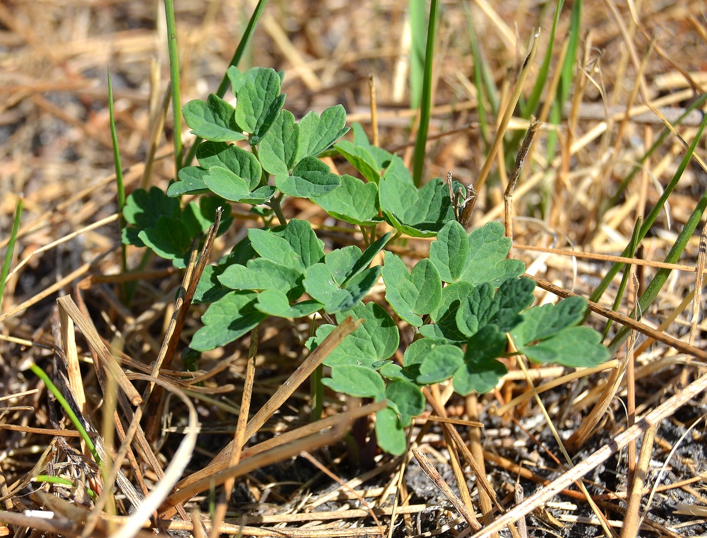 Image of Thalictrum flavum specimen.