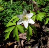 Anemone nemorosa. Цветок и листья. Санкт-Петербург, Ботанический сад БИН РАН, дендрарий. 03.05.2014.