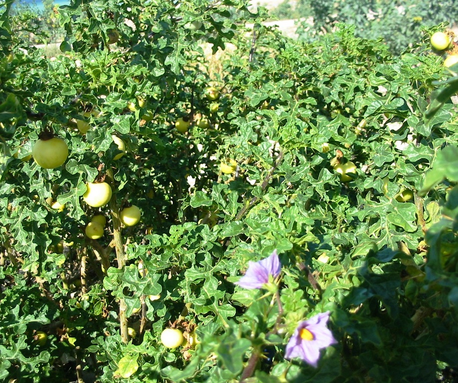 Изображение особи Solanum linnaeanum.