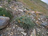 Anthemis marschalliana ssp. pectinata