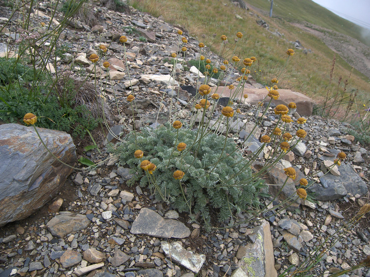 Image of Anthemis marschalliana ssp. pectinata specimen.