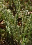 Lycopodium annotinum