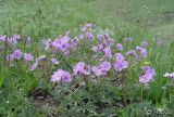 Geranium tuberosum