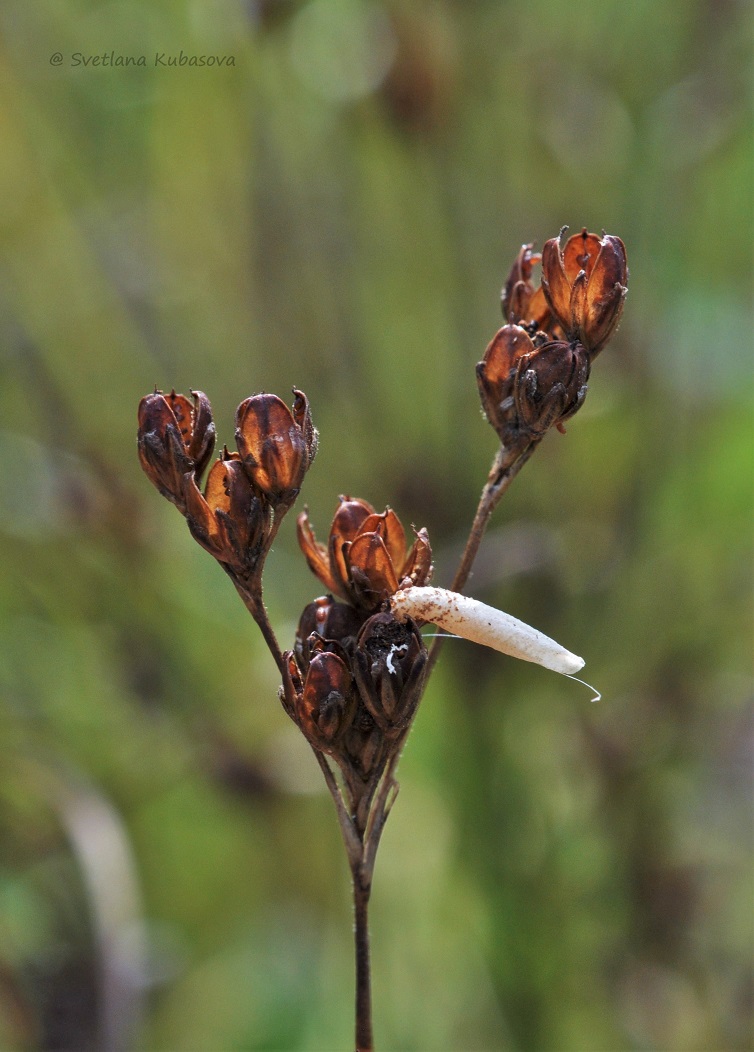 Изображение особи Juncus compressus.