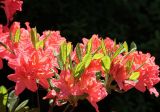 Rhododendron подвид japonicum