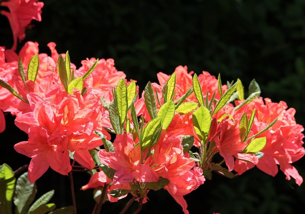 Изображение особи Rhododendron molle ssp. japonicum.