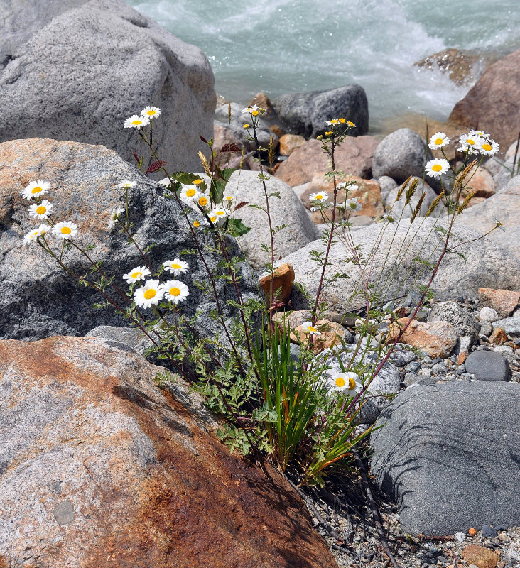 Изображение особи Pyrethrum parthenifolium.