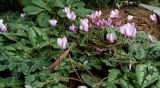 Cyclamen hederifolium. Цветущие растения. Крым, Южный Берег, Партенит, парк ЛОК \"Айвазовское\". 05.11.2016.