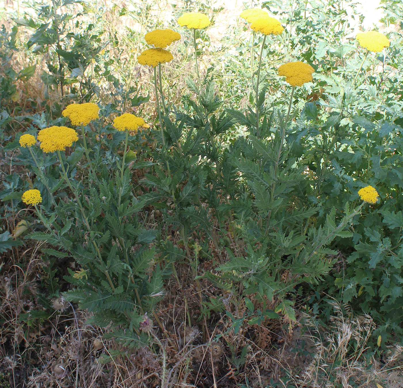 Image of Achillea filipendulina specimen.