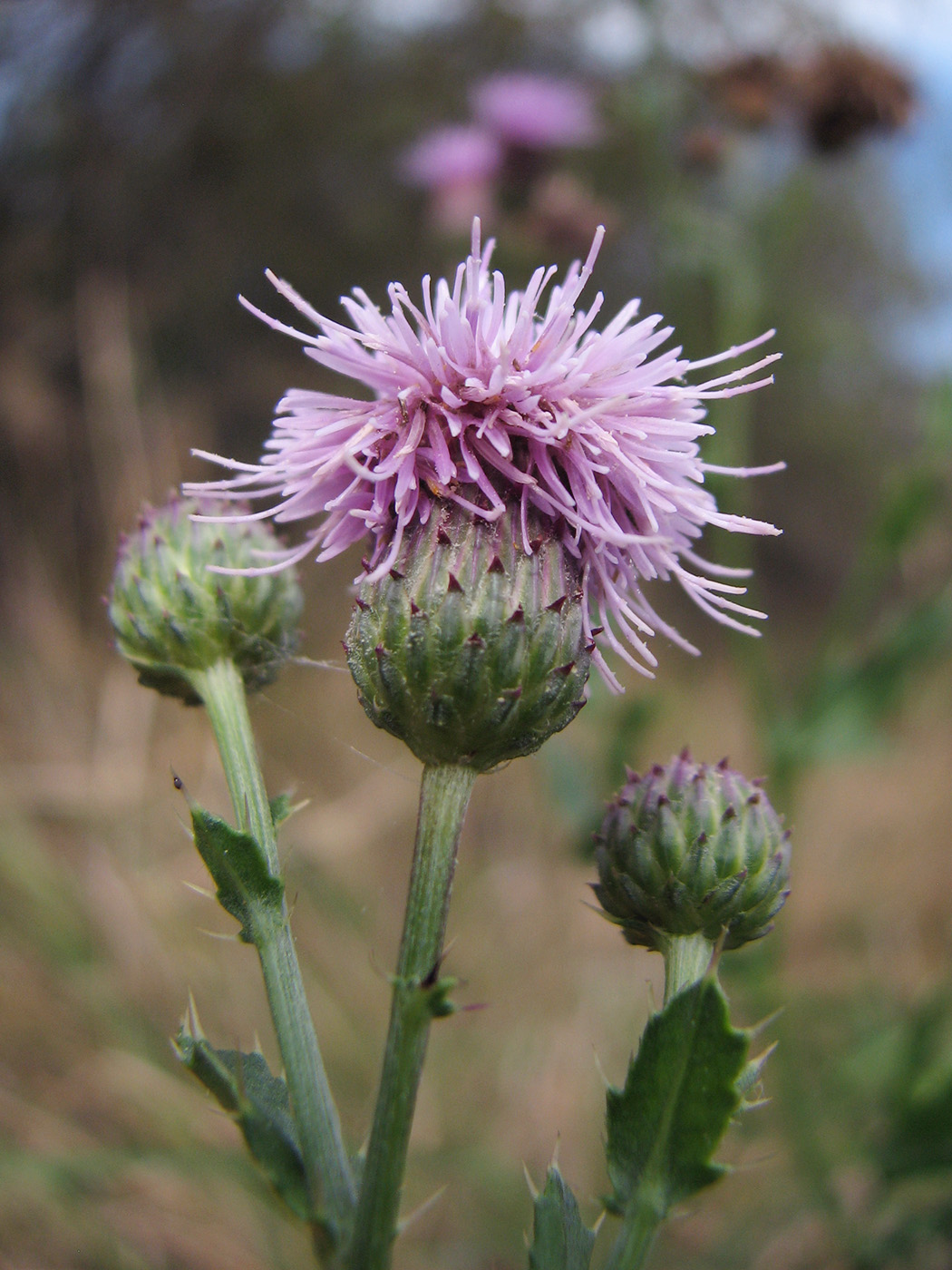 Изображение особи Cirsium setosum.