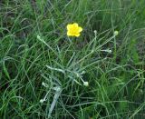 Ranunculus illyricus. Верхушка цветущего растения. Крым, гора Чатырдаг (нижнее плато), луговая степь. 05.06.2016.