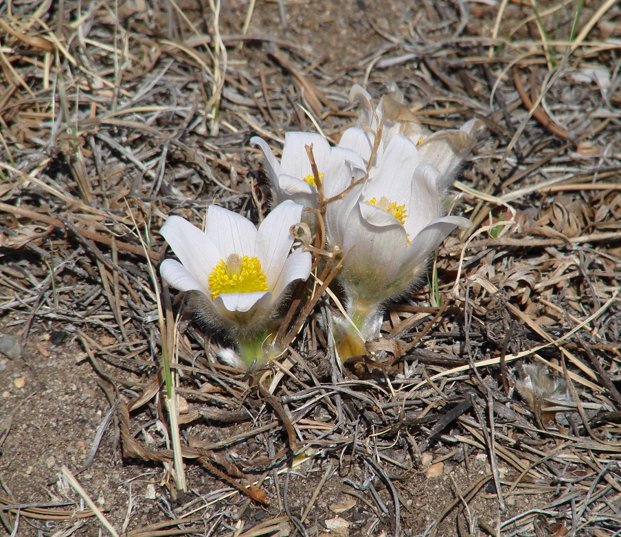 Image of Pulsatilla turczaninovii specimen.