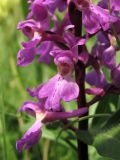 Orchis mascula