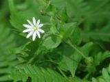 Stellaria bungeana. Верхушка цветущего растения. Иркутская обл., Шелеховский р-н, окр. с. Шаманка, смешанный лес. 07.07.2016.
