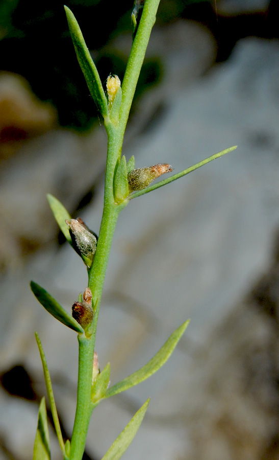 Image of Thymelaea passerina specimen.