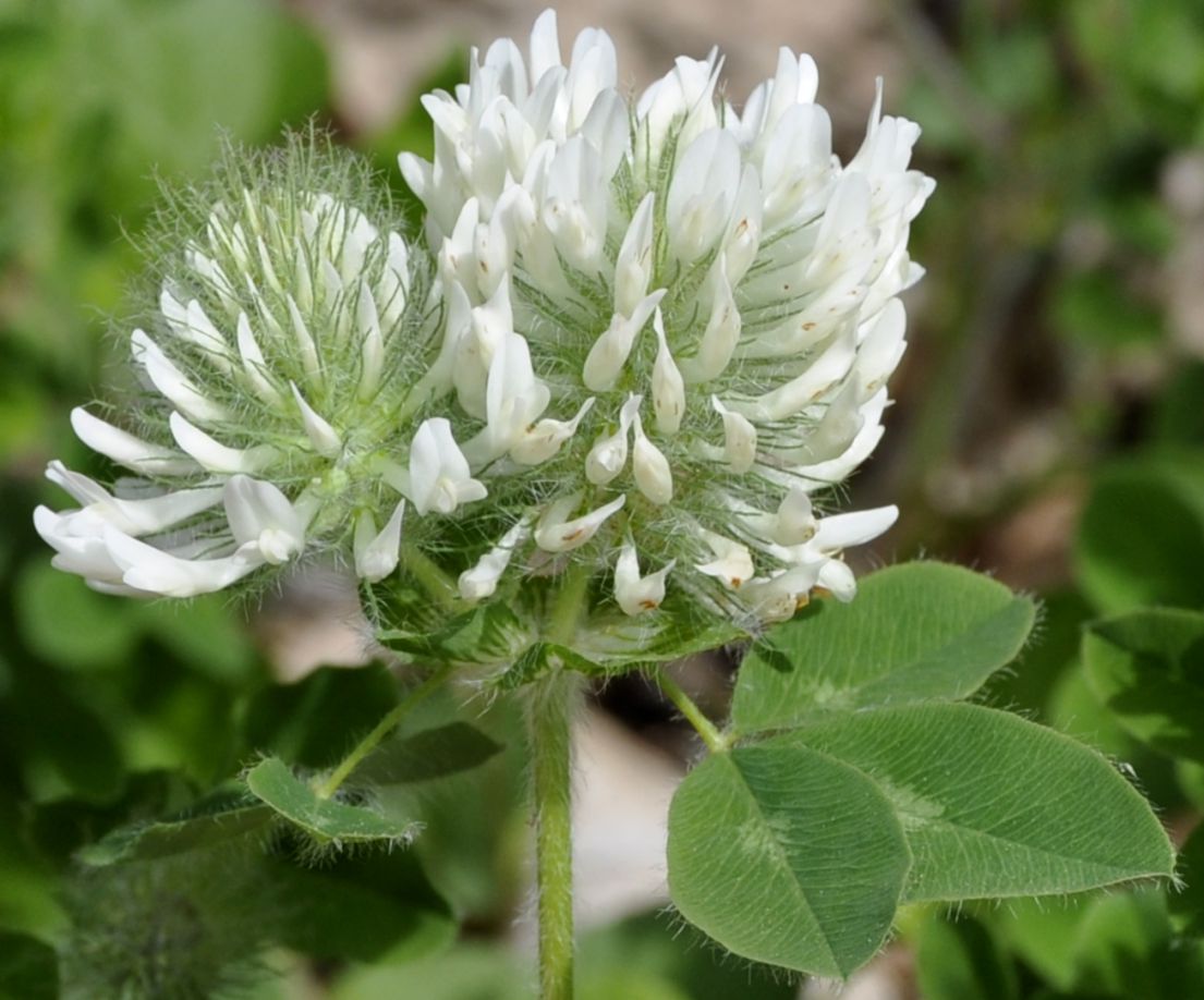 Изображение особи род Trifolium.