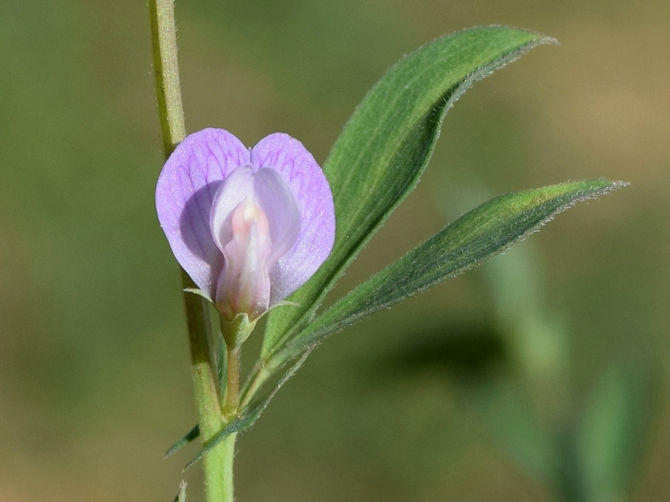 Изображение особи Lathyrus inconspicuus.