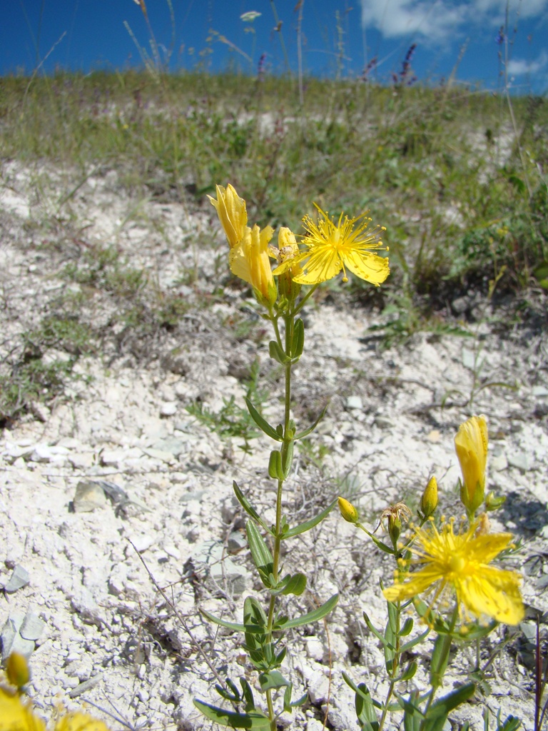 Изображение особи Hypericum elegans.