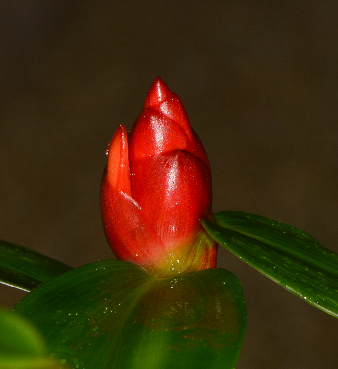 Image of Costus woodsonii specimen.