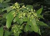 Viburnum sargentii. Верхушка ветви с незрелыми плодами. Приморский край, Уссурийский городской округ, окр. с. Горно-Таёжное, Дендрарий ГТС им. Комарова. 06.07.2016.